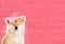 Happy smiling shiba inu dog in front of pink brick wall, funny cartoon zine style