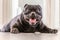 Happy, smiling Staffordshire Bull Terrier dog lying down on a grey wood panelled indoor floor looking at the camera.