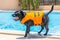 Happy smiling Staffordshire Bull Terrier dog playing safely by the side of an outdoor swimming pool.