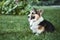 Happy and smiling Welsh Corgi dog in the grass at the park