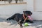 Happy smiling young black Pitbull dog playing with green tennis ball