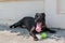 Happy smiling young black Pitbull dog playing with green tennis ball