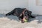 Happy smiling young black Pitbull dog playing with green tennis ball