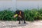 Happy smiling young black Pitbull dog walking with green tennis ball