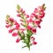 Happy Snapdragon: Pink Flowers On White Background