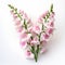 Happy Snapdragon: Pink Flowers On White Background In Frieke Janssens Style