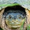 Happy Snapping Turtle