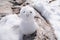 Happy Snowman, The Nordkette, the Karwendel Nature Park