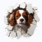 Happy spaniel Dog looking through hole in wall