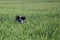 Happy spaniel dog running and bouncing through wheat crops
