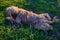 Happy spaniel puppy in the countryside