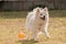 Happy Spitz dog playing at a park with a ball.