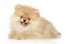 Happy Spitz puppy on white background