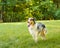 Happy spotted Australian Shepherd dog with tongue standing in playing in green grass on summer day