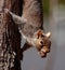 Happy squirrel