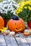 A happy squirrel sits inside a orange jack o lantern,