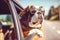 A happy St. Bernard dog in sunglasses enjoys the outdoors while looking out of the car window