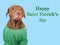 Happy St. Patrick's Day. Lovable, pretty puppy