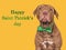 Happy St. Patrick's Day. Lovable, pretty puppy