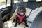 Happy Staffordshire Bull Terrier dog on the back seat of a car with a clip and strap attached to his harness. He is sitting on a