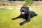 Happy Staffordshire Bull Terrier dog lying on grass with his front legs and paws in front of him. He is looking at the camera