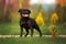 Happy staffordshire bull terrier dog posing outdoors in summer