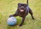 Happy Staffordshire Bull Terrier dog standing with his paw resting on a large ball ball with puncher marks from playing.