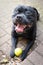 Happy Staffordshire Bull Terrier lying on a patio with a big smile on his face. he is holding a tennis ball