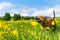 Happy Staffordshire bullterrier playing outdoors with stick in beautiful landscape environment during summertime.