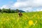 Happy Staffordshire bullterrier playing outdoors with stick in beautiful landscape environment during summertime.