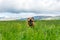 Happy Staffordshire bullterrier playing outdoors with stick in beautiful landscape environment during summertime.