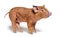 Happy Standing Young pig mixedbreed, isolated