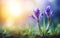 Happy start of spring poster. Beautiful photorealistic violet iris flowers close up on nice blurred background. Spring flowers in
