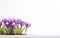 Happy start of spring poster. Beautiful purple crocus flowers isolated on white background. Copy space