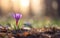 Happy start of spring poster. One beautiful photorealistic purple crocus growing on warm blurred background