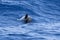 Happy striped dolphin juming at sunset