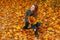 Happy stylish young woman in jeans in a trendy coat in boots sitting on the ground among the yellow foliage and holding a bouquet