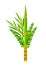 Happy Sukkot symbols. Four species etrog, lulav, willow and myrtle branches.