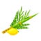 Happy Sukkot symbols. Four species etrog, lulav, willow and myrtle branches.