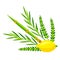 Happy Sukkot symbols. Four species etrog, lulav, willow and myrtle branches.