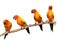 Happy Sun Conure Parrots on a Perch on White Backg