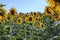 Happy sunflowers in the field pollinated by bees