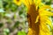 Happy sunflowers in the field pollinated by bees