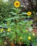 Happy sunflowers photographed in Bloemfontein, South Africa