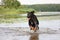 Happy swiss mountain dog crossbreed running in the water