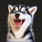 HAPPY SYBERIAN HUSKY FACE EMOJI 3D