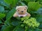 Happy Teddy Bear on The Hydrangea Buds