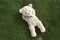 Happy teddy bear lying in the grass