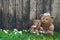 Happy teddy bears - mother and her baby on wooden background for