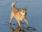 Happy terrier dog in sea